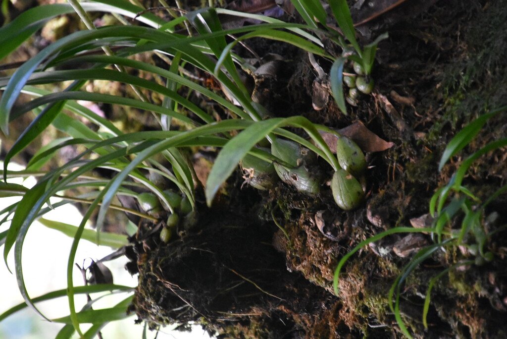 Bulbophyllum variegatum-EPIDENDROIDEAE-Indigene Réunion