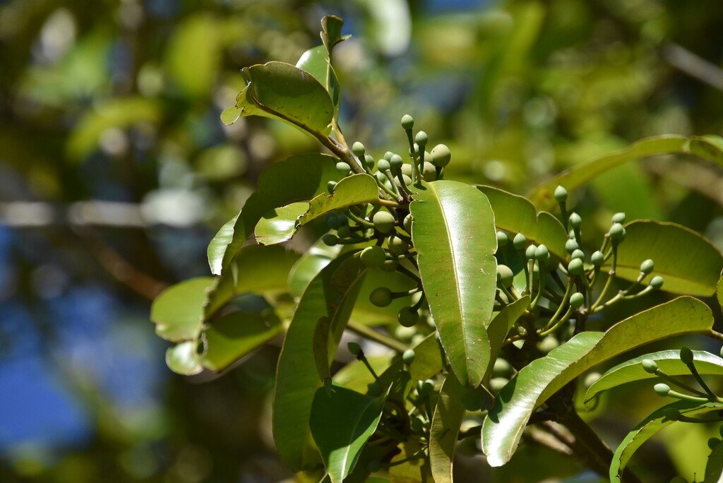 Calophyllum soulattri-Mangue a grappe-CALOPHYLLACEAE