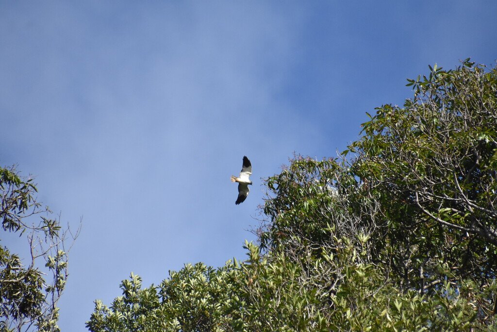 Circus maillardi-Male papangue-ACCIPITRIDAE-Endemique Réunion
