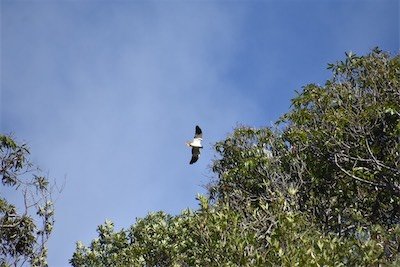 Circus maillardi-Male papangue-ACCIPITRIDAE-Endemique Réunion