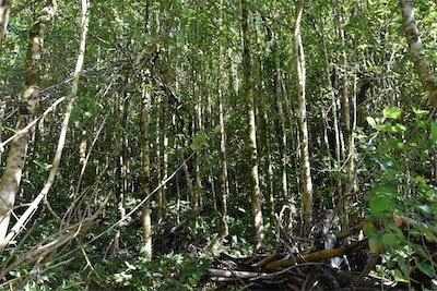 Takamakaie exotique envahissante