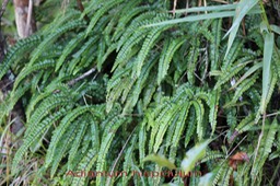 Adiantum hispidulum