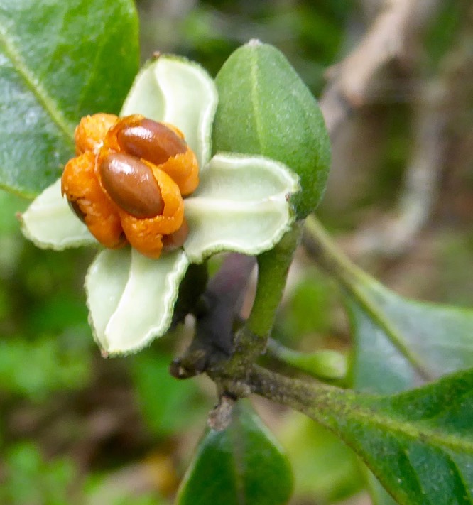 Turraea thouarsiana, ti bois de Quivi