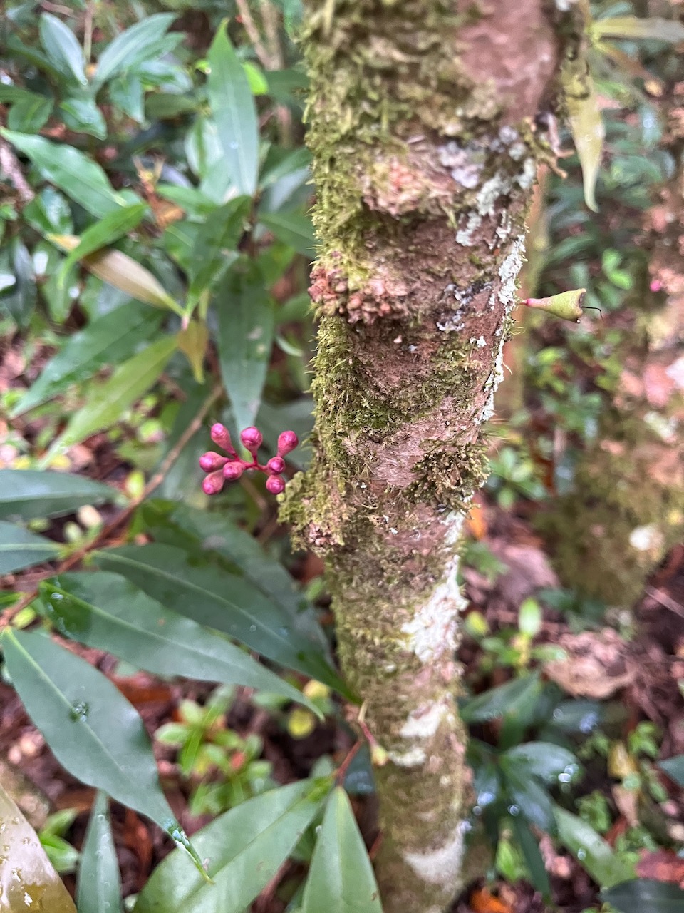 1. Syzygium cymosum - Bois de pomme rouge - Myrtacée - B.jpeg