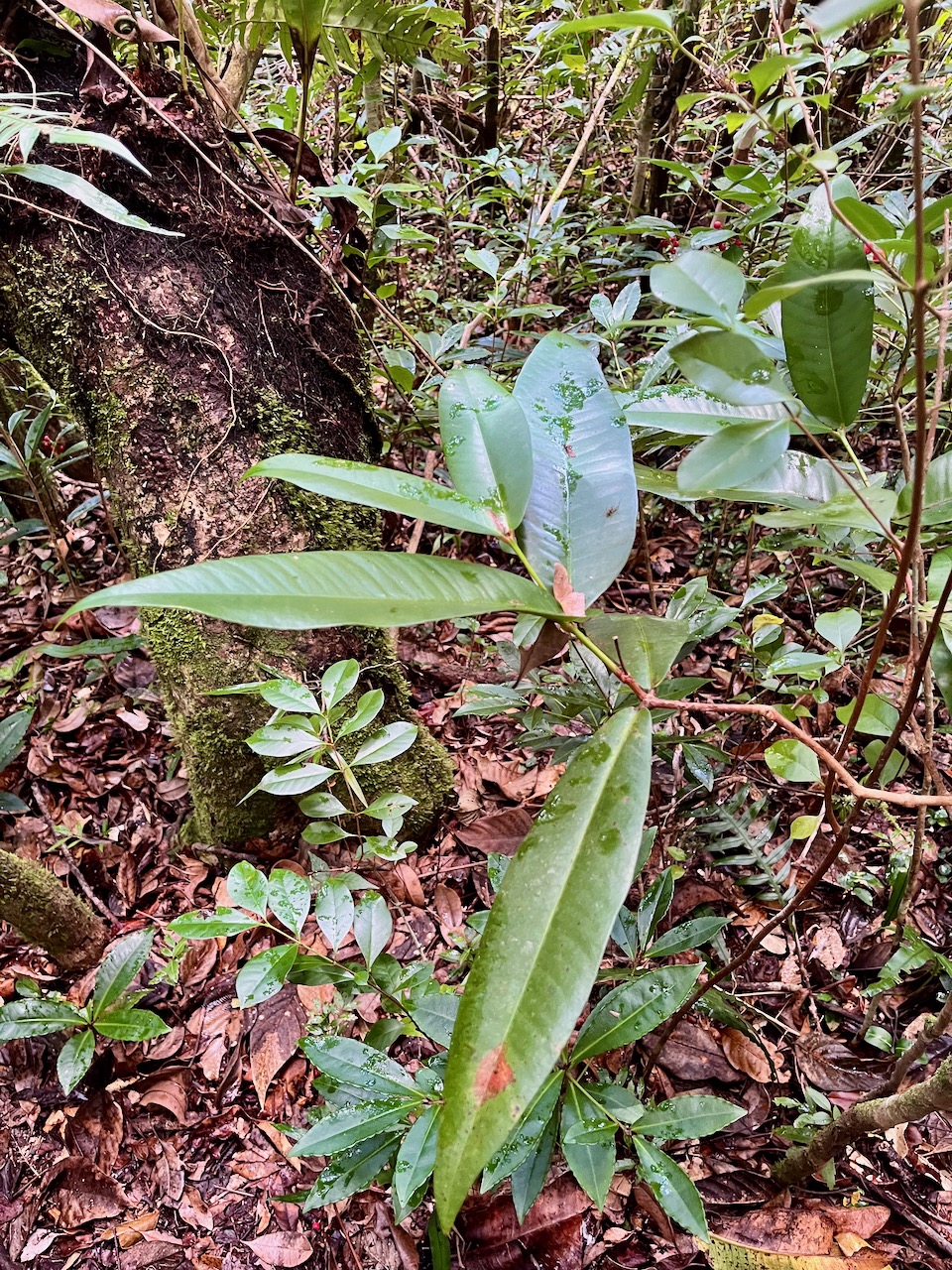 8. Syzygium cordemoyi - Bois de pomme à grandes feuilles - Myrtacée - B.jpeg