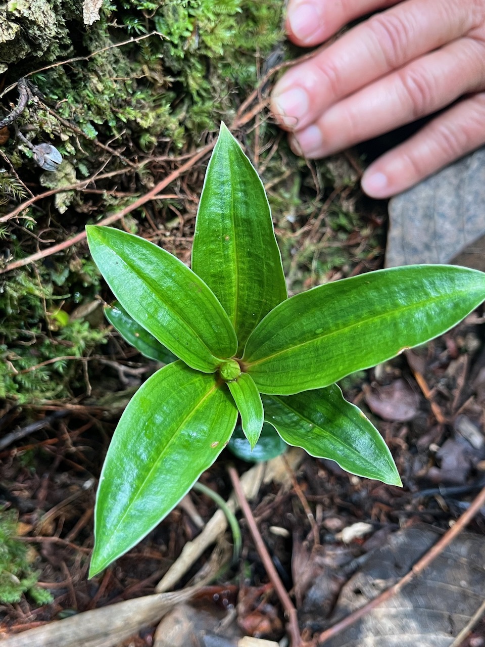 10. Plante mystère du jour.jpeg