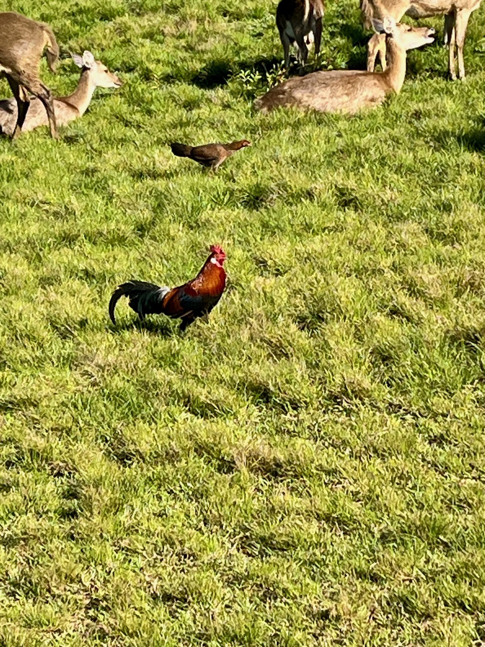 28. Coq doré et sa poule ou Coq sauvage (Gallus gallus), souvent appelé Coq bankiva.jpeg