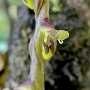 Bulbophyllum cordemoyi flore des Mascareignes ( Bulbophyllum prismaticum  Thouars ). détail de l'inflorescence .orchidaceae..jpeg