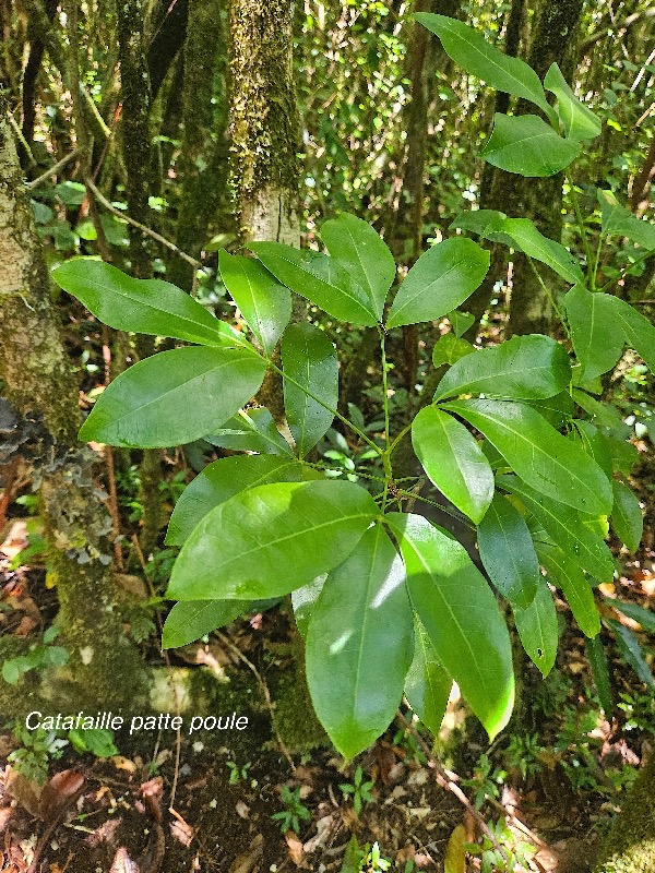 Melicope obtusifolia Catafaille patte poule Rutaceae Endémique La Réunion, Maurice 20.jpeg