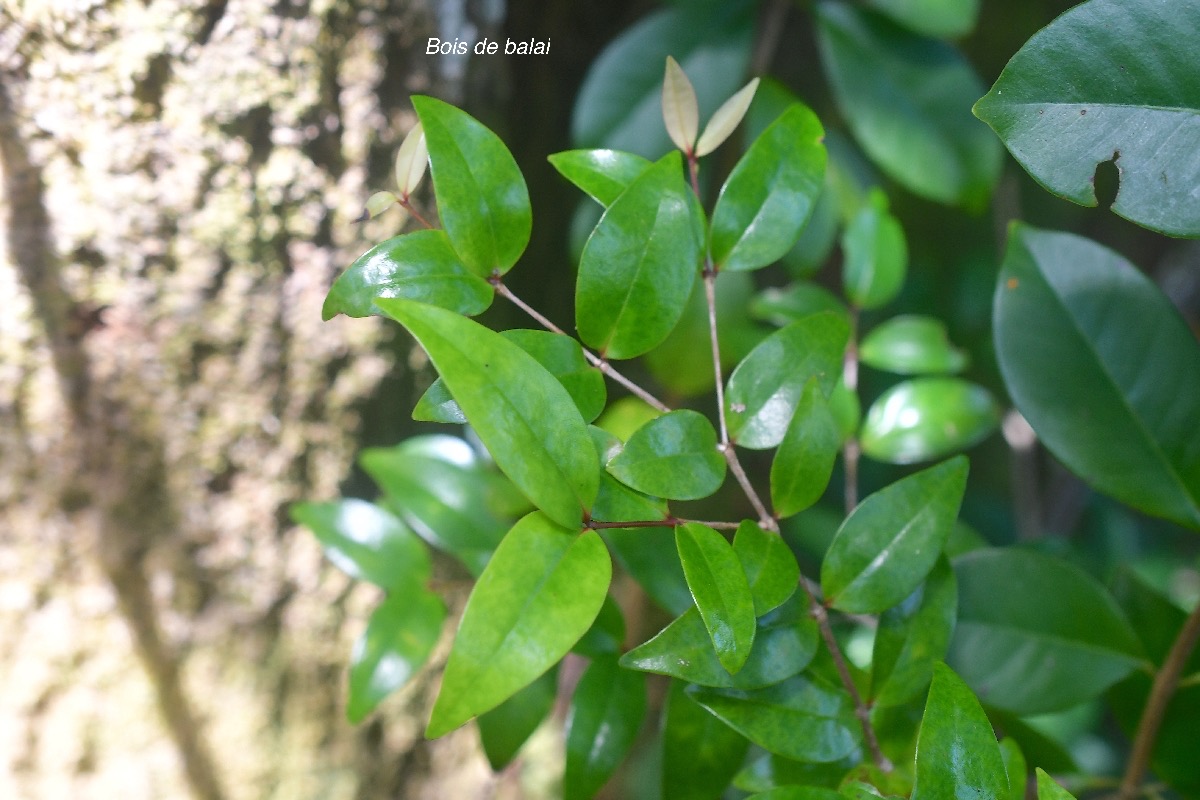 Memecylon confusum Bois de balai Melastomataceae Endémique La Réunion 3504.jpeg