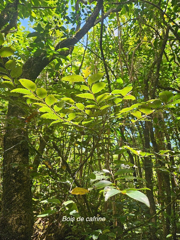 Phyllanthus phillyreifolius Bois de cafrine Phyllanthaceae Endémique La Réunion, Maurice 23.jpeg