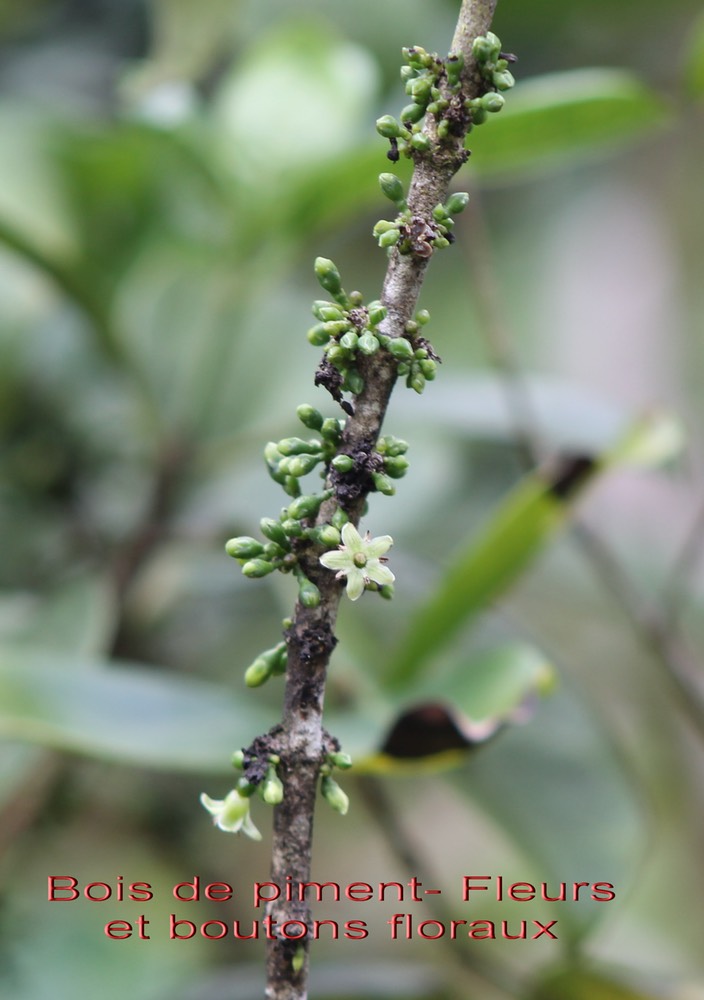 Geniostoma borbonicum- Fleurs et boutons floraux