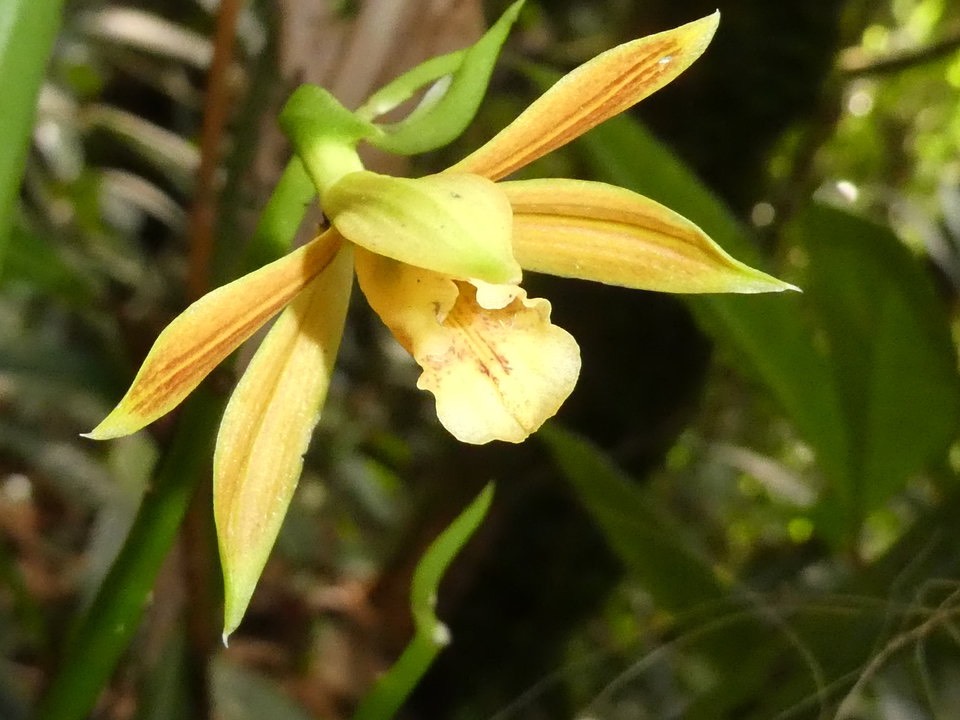 Phaius tetragonus - EPIDENDROIDEAE - Indigène Réunion P1020396