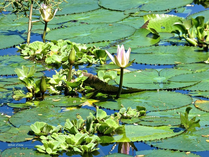 Nymphaea sp.nymphaeaceae    et Pistia stratiotes .laitue d'eau .araceae .P1640964