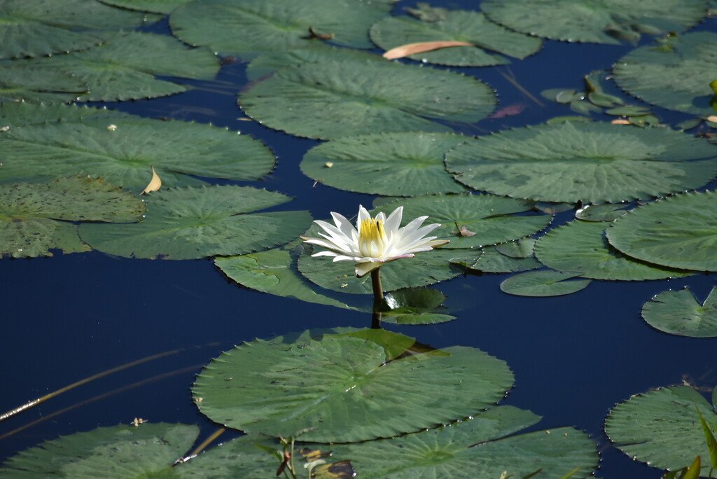 Nymphaea sp-Nenuphar-Nymphaeaceae-Stenonaturalise Inde