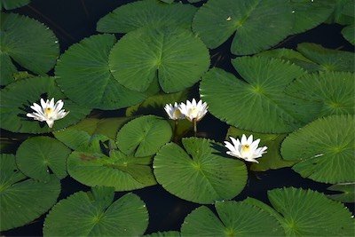 Nymphaea sp-Nenuphar-Nymphaeaceae-Stenonaturalise Inde
