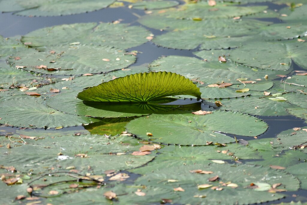 Nymphaea sp-Nenuphar-Nymphaeaceae-Stenonaturalise Inde