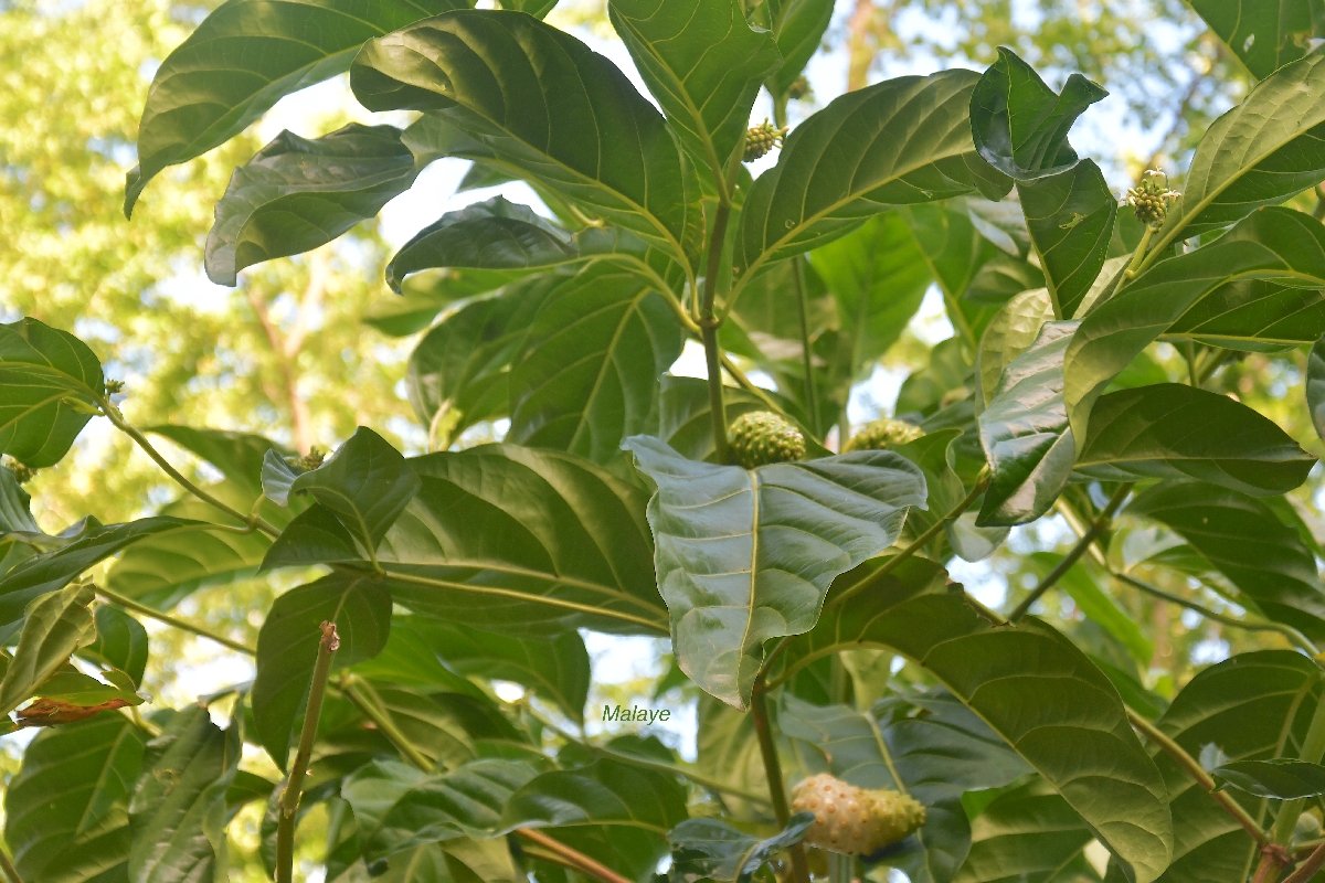 1 Morinda citrifolia Malaye Rubiaceae CRYPTOGENE