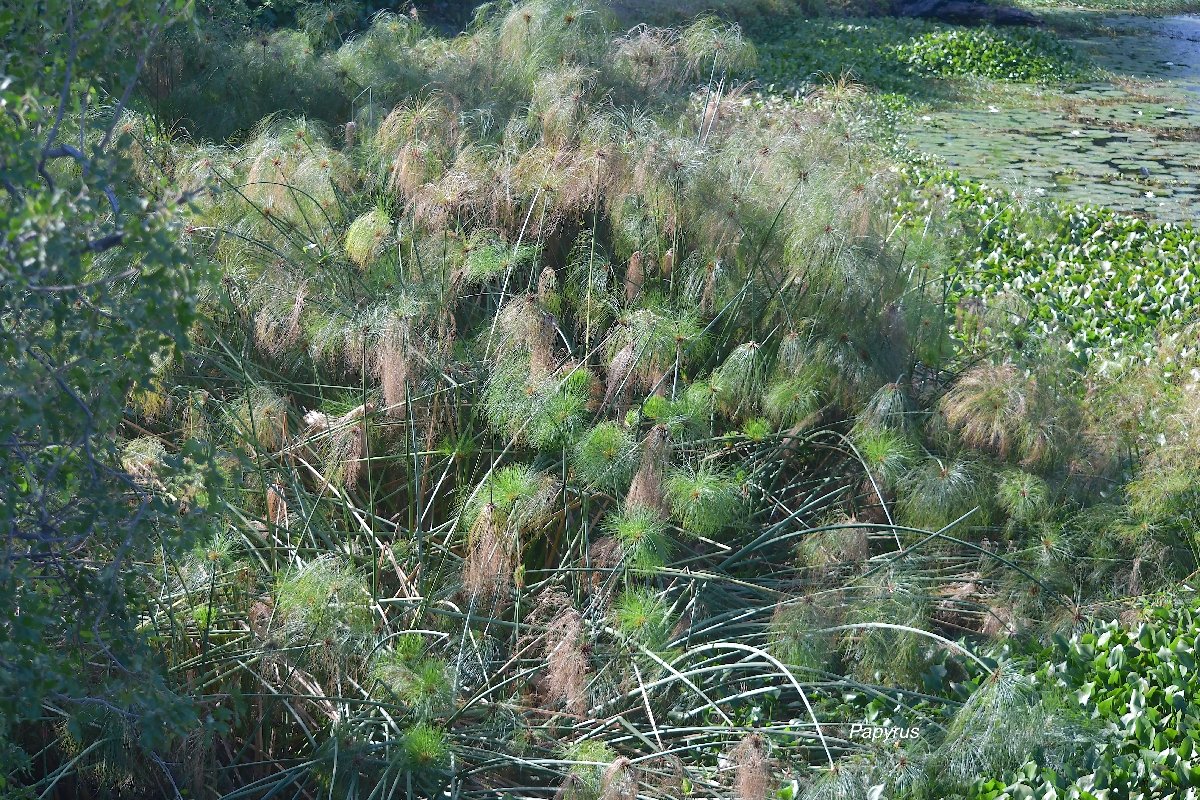 11 Cyperus papyrus Papyrus CRYPTOGENE ENVAHISSANT