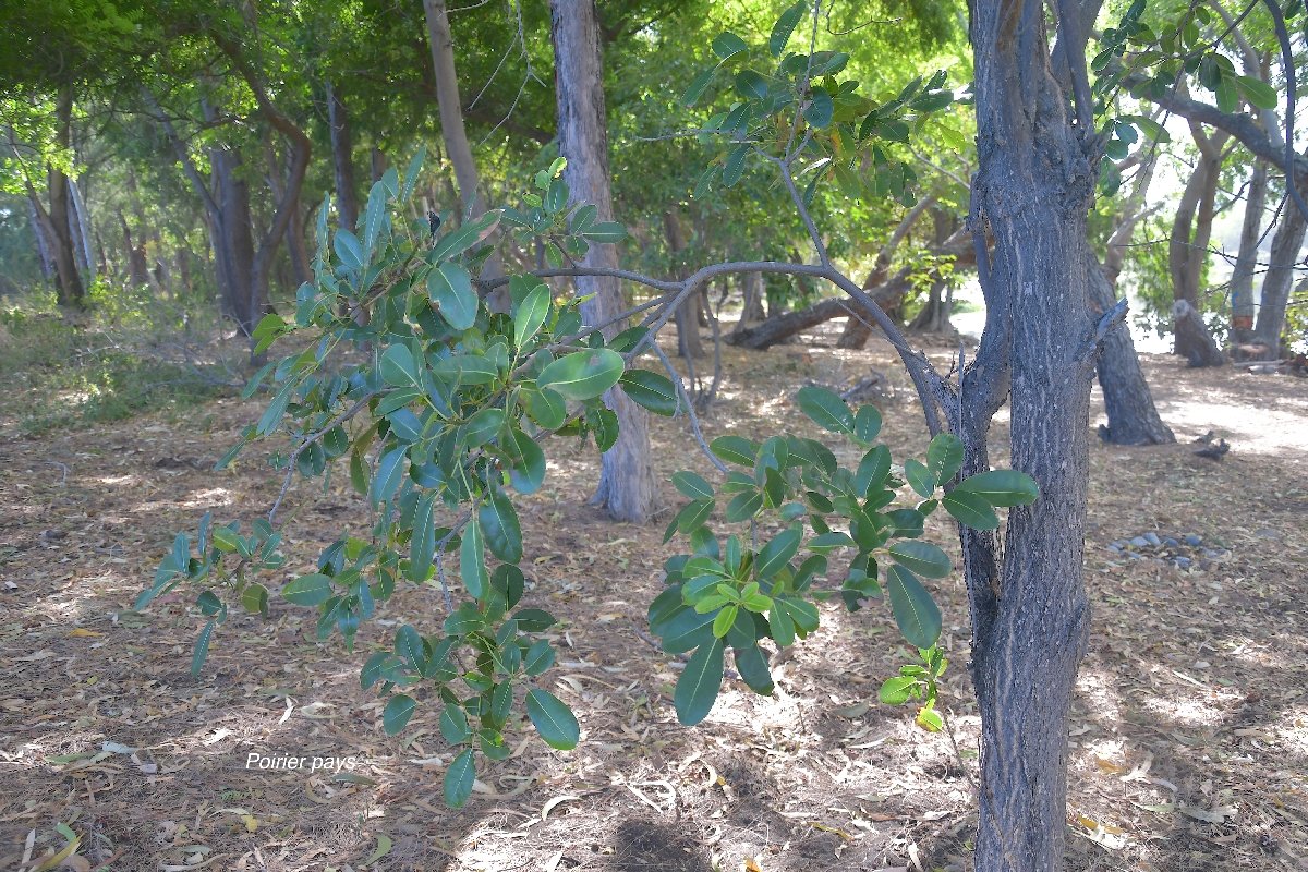 17 Tabebuia pentaphylla Poirier pays Bignoniaceae POT ENVAHISSANT