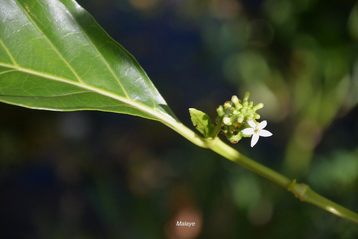 2 Morinda citrifolia Malaye Rubiaceae CRYPTOGENE