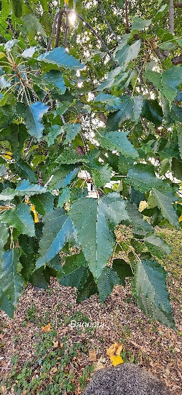 27 Aleurites javanicus Bancoul Euphorbiaceae CULTIVE ENVAHISSANT SEULEMENT EN MILIEUX PERTURBES