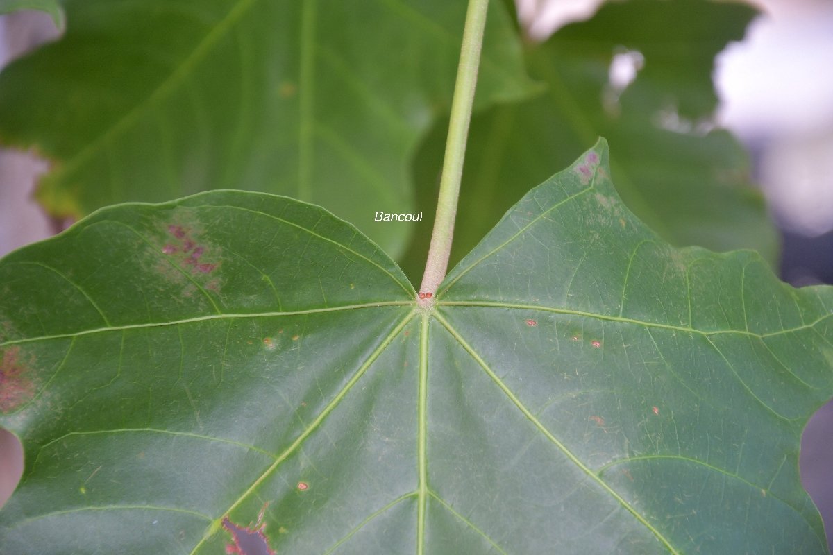 28 Aleurites javanicus Bancoul Euphorbiaceae CULTIVE ENVAHISSANT SEULEMENT EN MILIEUX PERTURBES