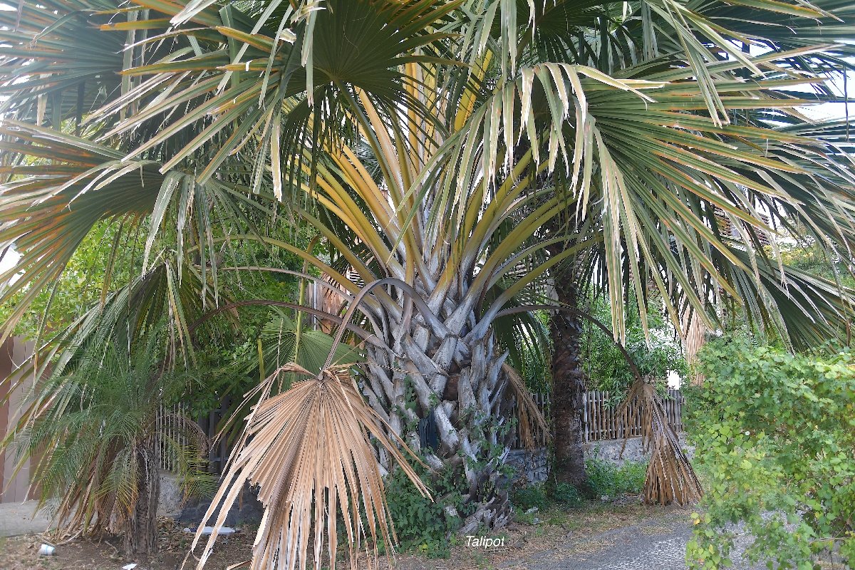 29 Corypha umbraculifera Talipot Arecaceae CULTIVE