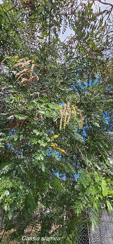 30 Cassia siamea Fabaceae CULTIVE