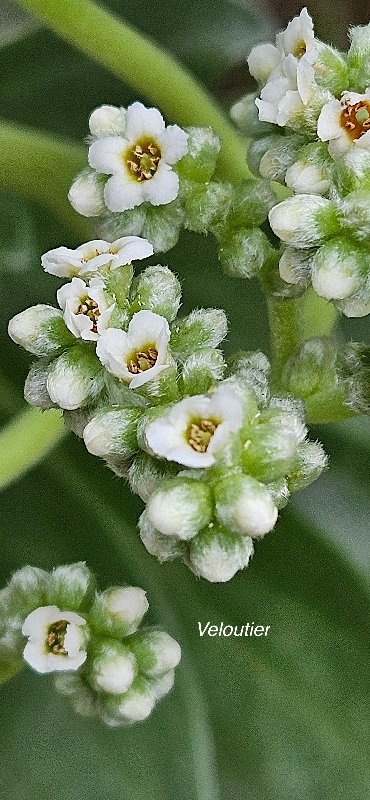 32 Tournefortia argentea Veloutier Heliotropiaceae CULTIVE (INDIGENE )