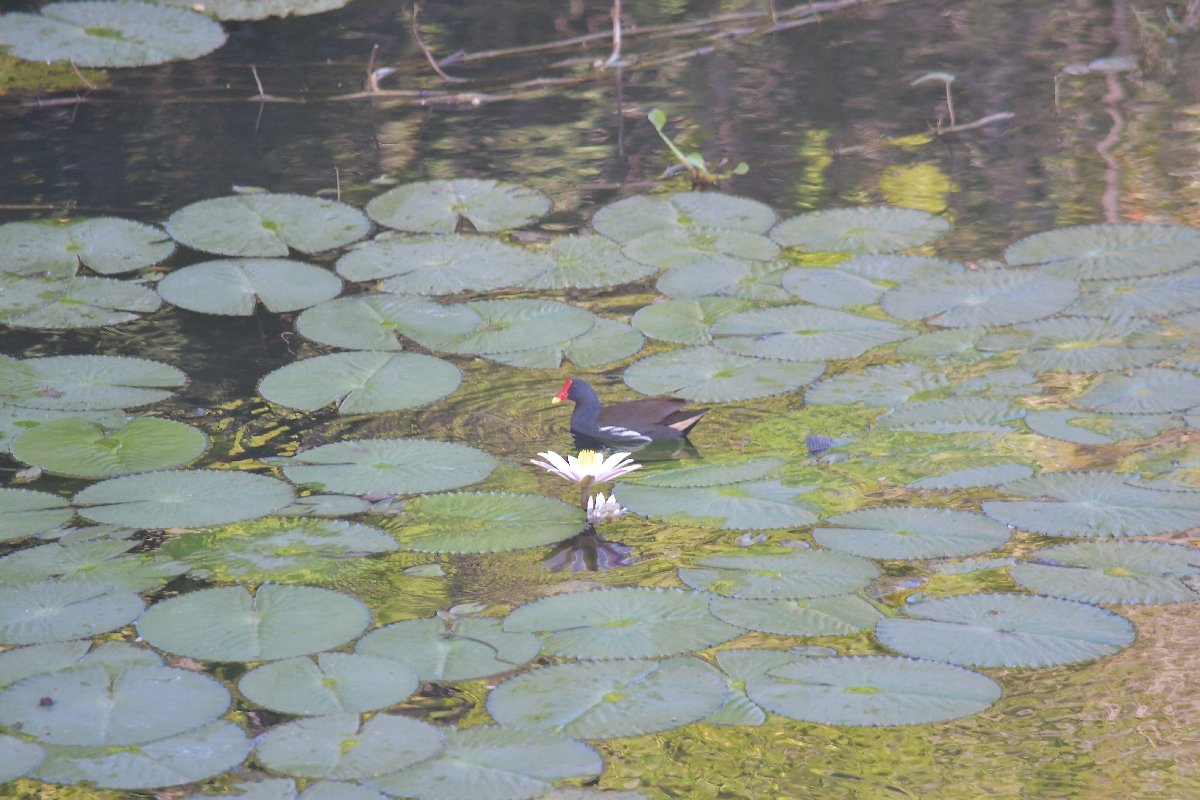 35 Gallinula chloropus Poule d eau Rallidae MASCAREIGNES MADAGASCAR