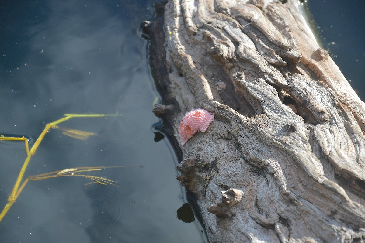 39 Oeufs de Pomacea canaliculata Escargot d'eau douce  E E