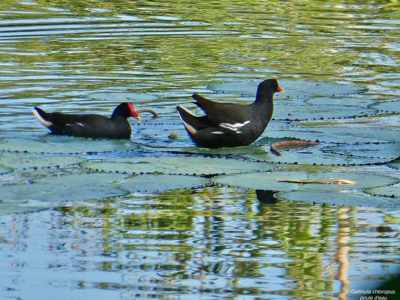 Gallinula chloropus.poule d'eau.rallidae.. (1)