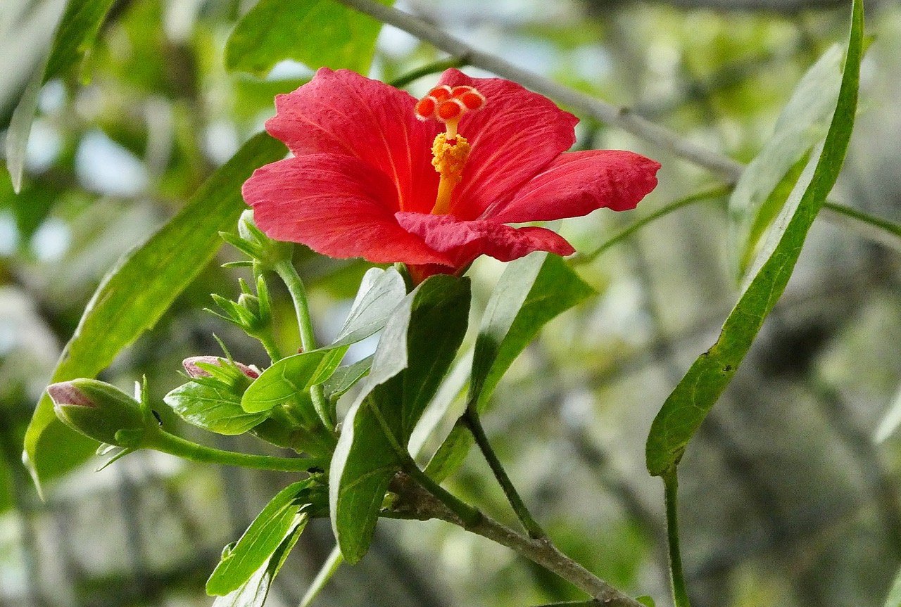 Hibiscus igneus.malvaceae