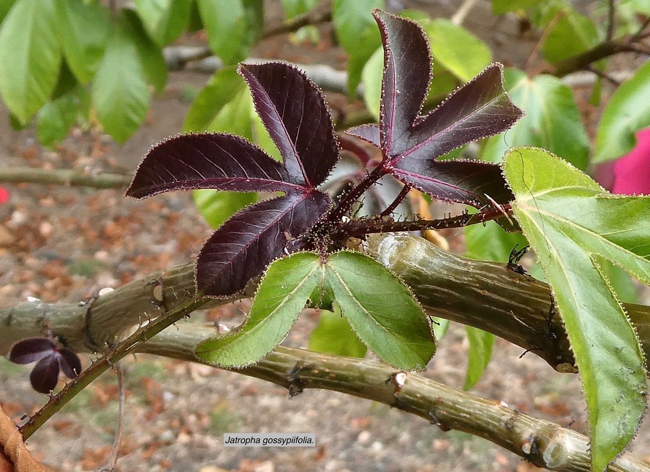 Jatropha gossypiifolia.médicinier rouge.( jeunes feuilles ) euphorbiaceae.sténonaturalisé.espèce envahissante