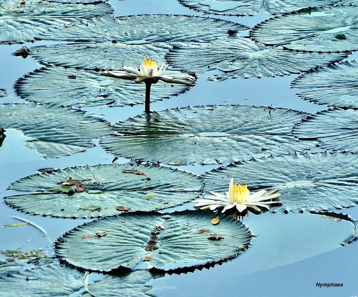 Nymphaea sp.nymphaeaceae.stenonaturalisé. (1)