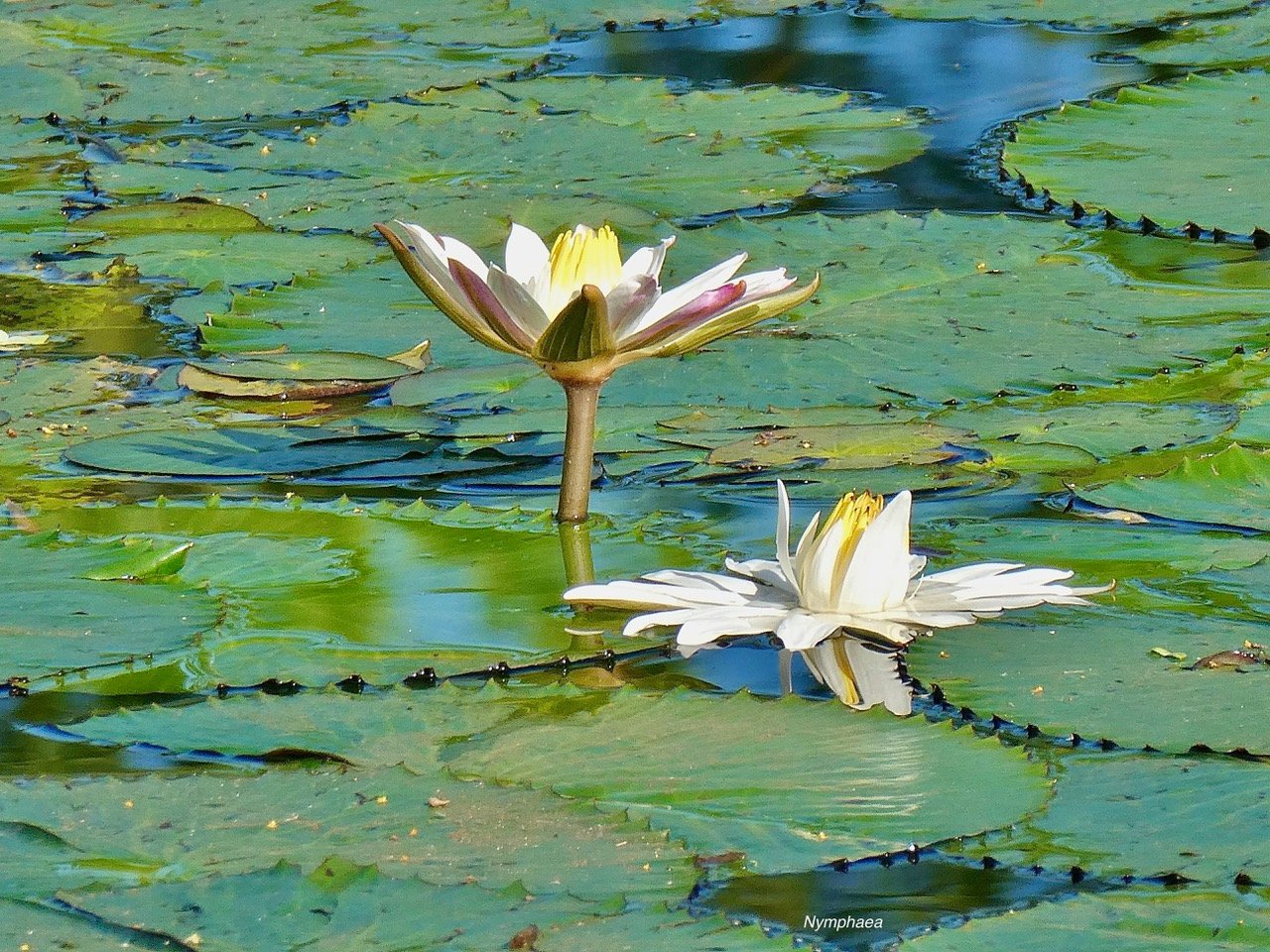 Nymphaea sp.nymphaeaceae.stenonaturalisé. (2)