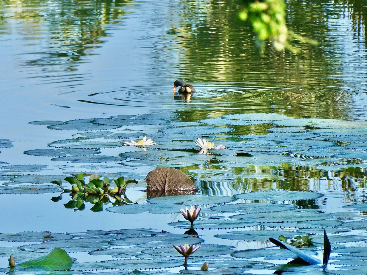 Nymphaea sp.nymphaeaceae.stenonaturalisé. (2)
