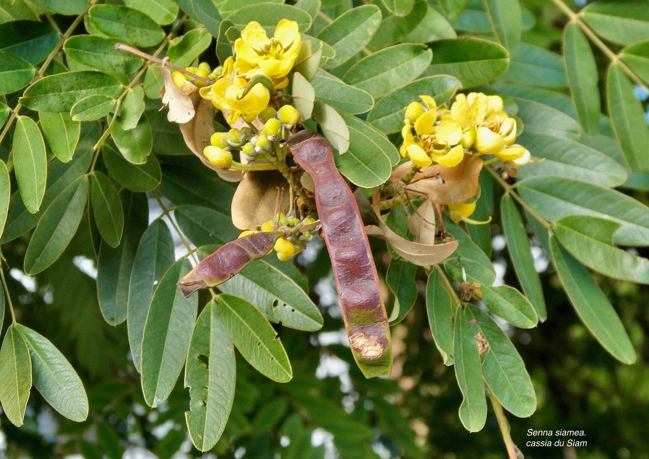 Senna siamea.cassia du Siam.fabaceae.espèce cultivée