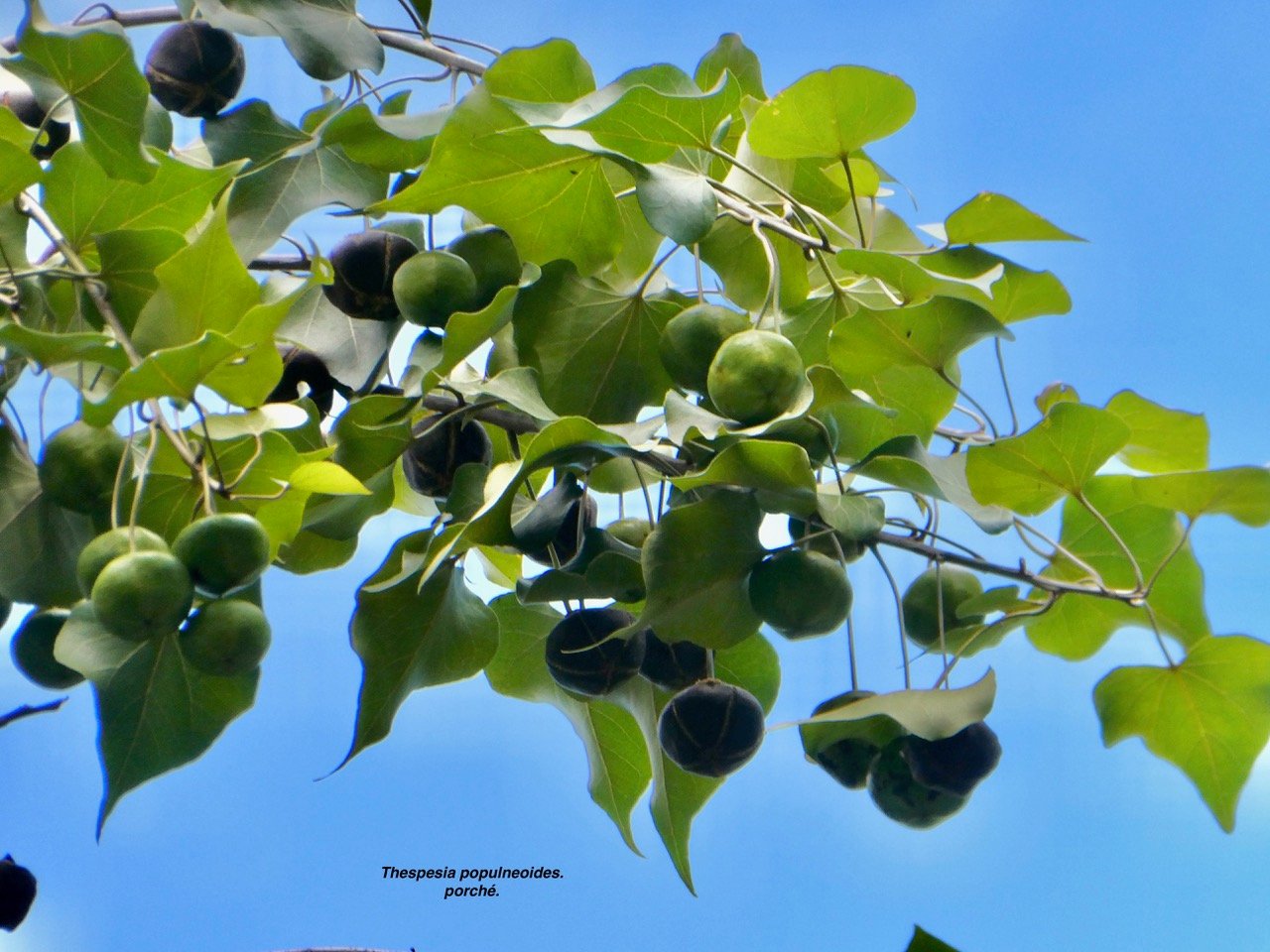 Thespesia populneoides.porché. bois de peinture.malvaceae.indigène Réunion?