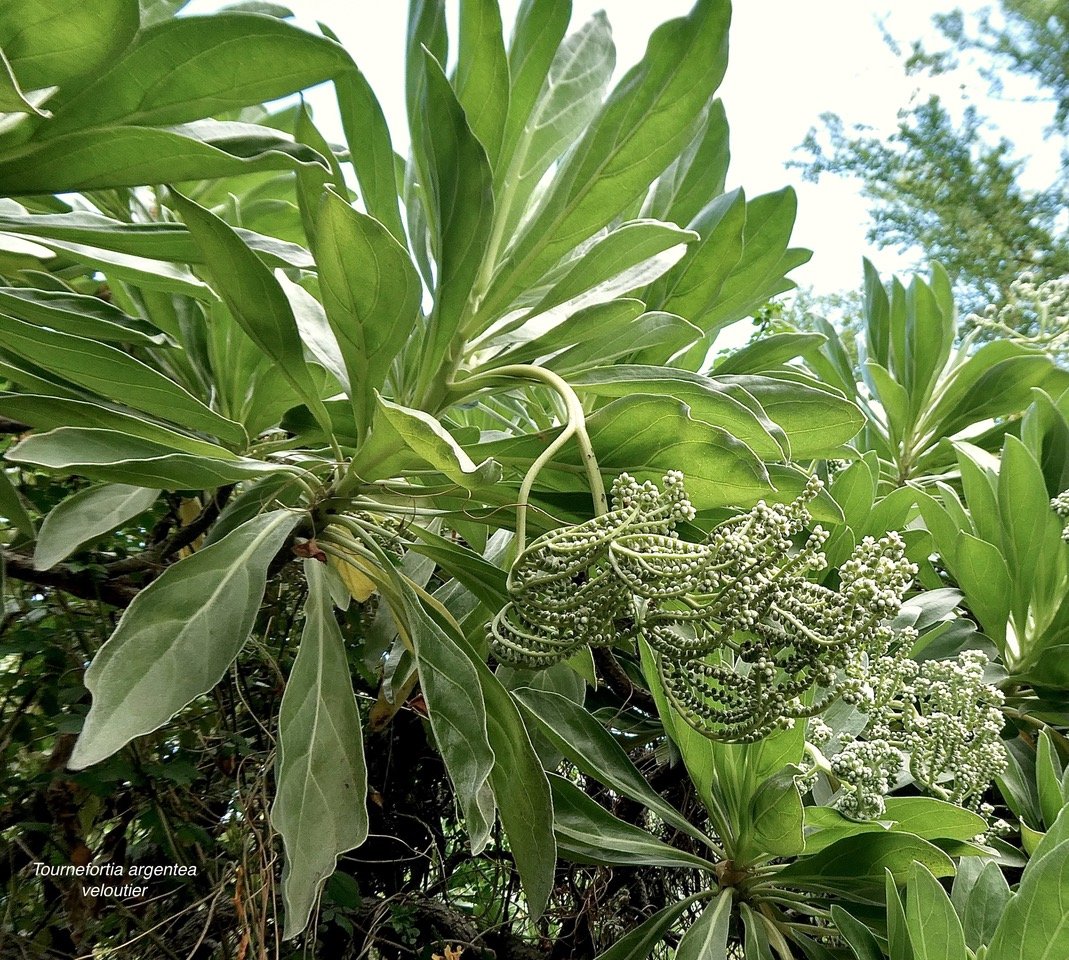 Tournefortia argentea.(Heliotropium foertherianum) veloutier.heliotropiaceae.indigène Réunion. (1)