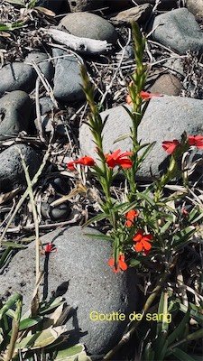 IMG_9667.jpeg