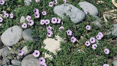 IMG_9678.jpeg