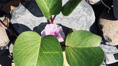 IMG_9680.jpeg