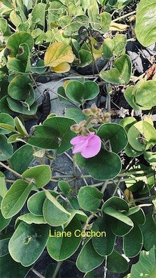 IMG_9681.jpeg