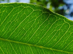 foliole de Vepris lanceolata à poches secrétrices typiques des Rutacées