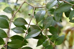 Memecylon confusum - Bois de balai - MELASTOMATACEAE - Endémique Réunion