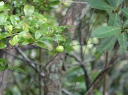 Myonima obovata - Bois de prune rat - RUBIACEAE - Endémique Réunion, Maurice