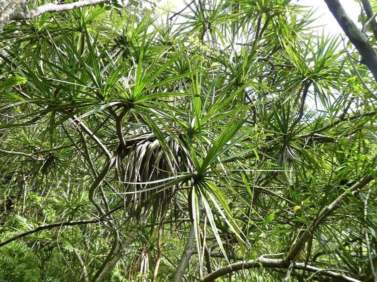 Pandanus  entrelacés  P1620114