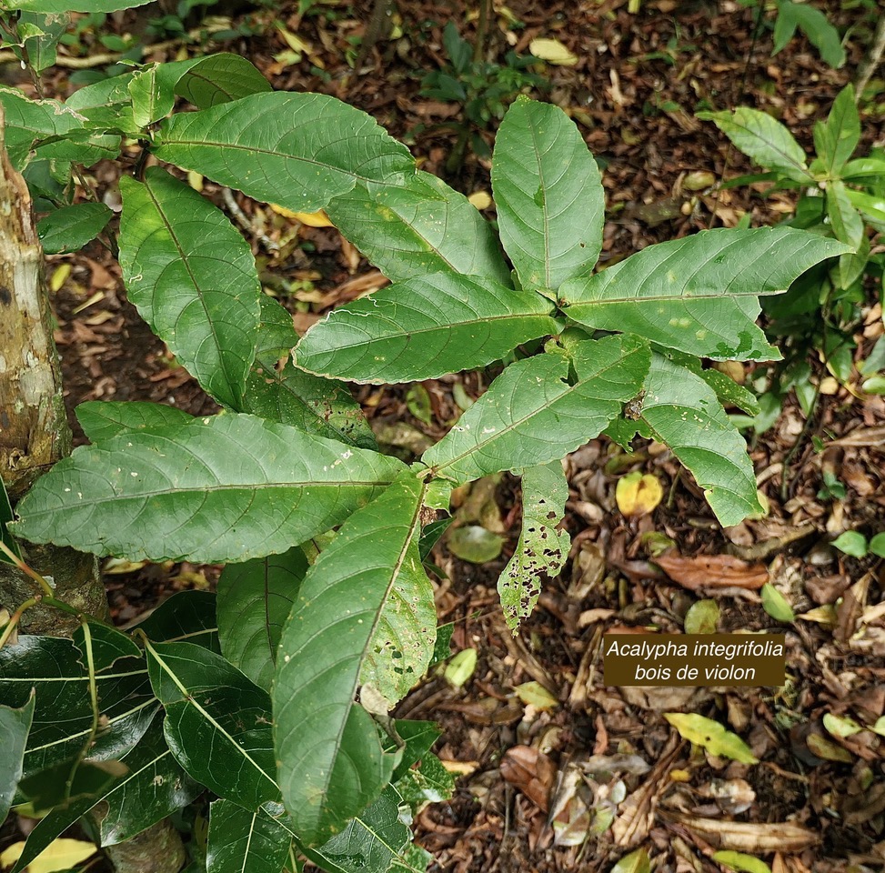 Acalypha integrifolia.bois de Charles.bois de violon. euphorbiaceae;endémique Madagascar Mascareignes..jpeg